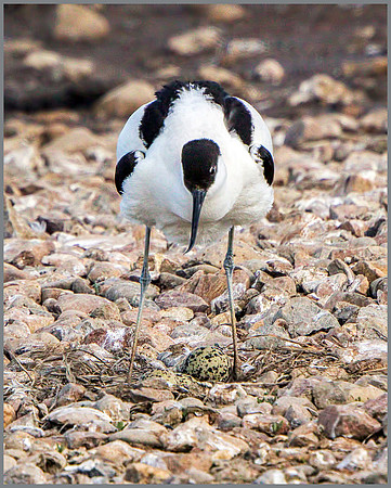 Pied Avocet (Recurvirostra avosetta), Upton Warren NR.