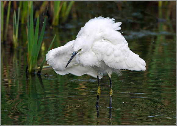 Little Egret (Egretta garzetta), Upton Warren, October 2014