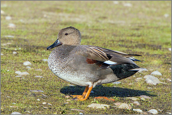 Drake Gadwall (Anas strepera), Marsh Lane NR.