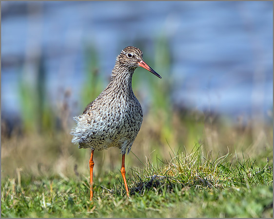 Common Redshank (Tringa totanus), Marsh Lane NR.