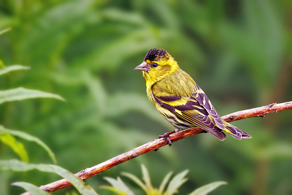 Eurasian Siskin - Spinus spinus, Wales, June 2022