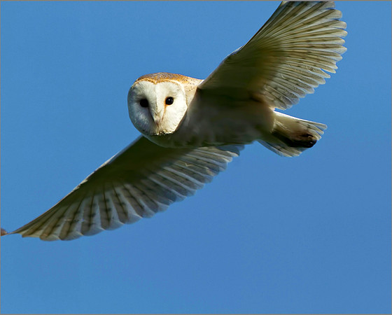 Barn Owl (Tyto alba), Bempton, June 2014