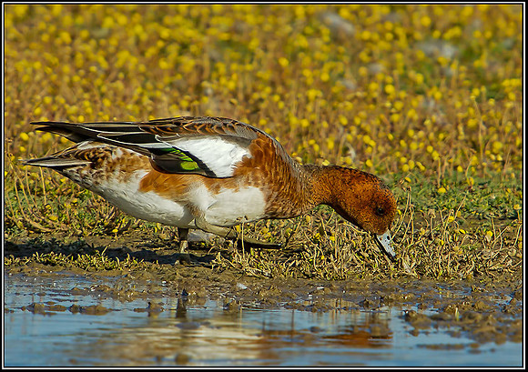 Wigeon, Norfolk, September 2012