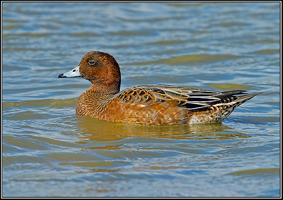 Wigeon, Norfolk, September 2012