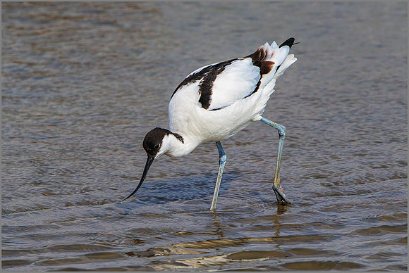 Pied Avocet (Recurvirostra avosetta), Upton Warren NR.