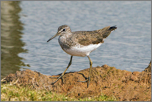 Green Sandpiper (Tringa ochropus), Upton Warren NR.