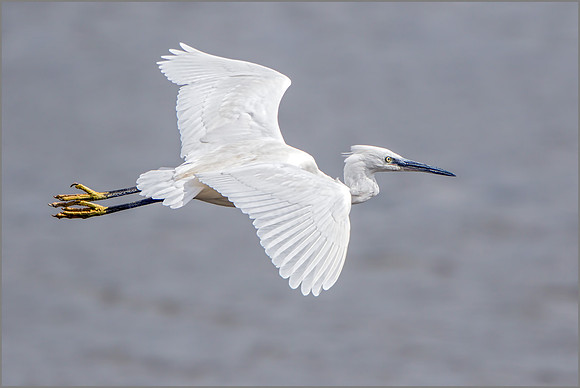 Little Egret (Egretta garzetta), Upton Warren NR.