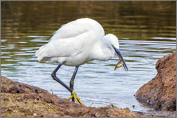 Little Egret (Egretta garzetta), Upton Warren NR.