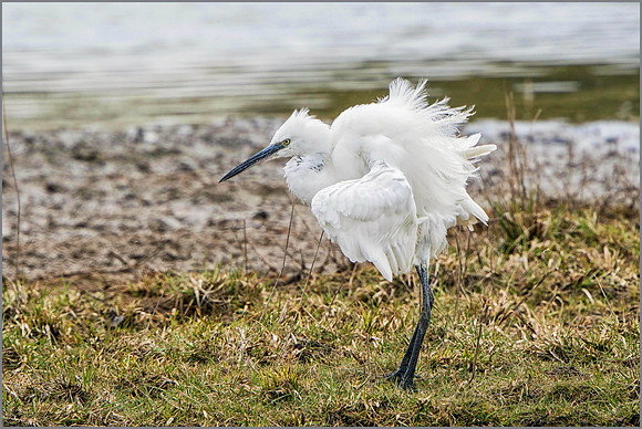 Little Egret (Egretta garzetta), Upton Warren NR.