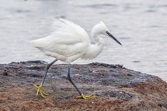Little Egret (Egretta garzetta), Upton Warren NR.