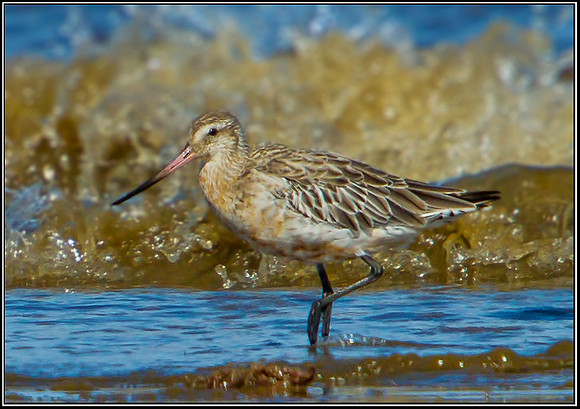 Bar-tailed Godwit, Norfolk, September 2012