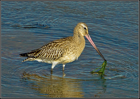 Bar-tailed Godwit, Norfolk, September 2012
