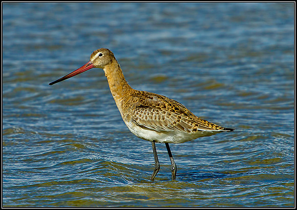 Black-tailed Godwit, Norfolk, September 2012