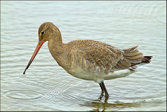 Black-tailed Godwit, Norfolk, September 2012