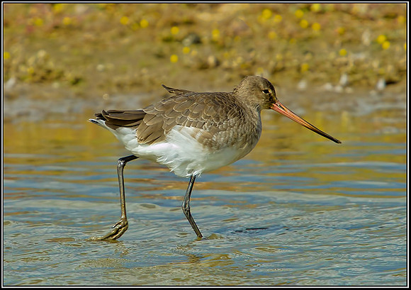 Black-tailed GodwitNorfolk, September 2012