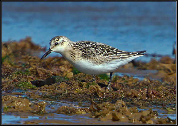 Juvenile Sanderling, Norfolk, September 2012