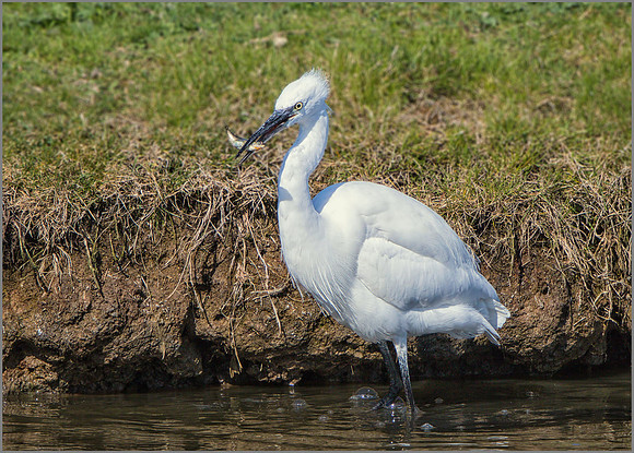 Little Egret (Egretta garzetta), Upton Warren NR.