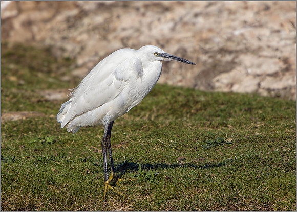 Little Egret (Egretta garzetta), Upton Warren NR.
