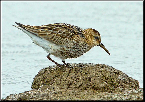 Dunlin, Norfolk, September 2012