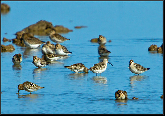 Dunlin, Norfolk, September 2012