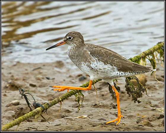 Redshank, Norfolk, September 2012
