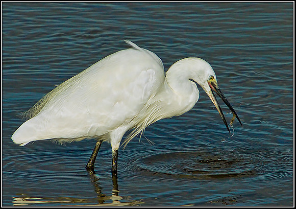 Little Egret, Norfolk, September 2012
