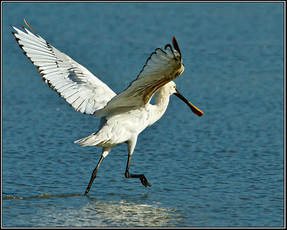 Eurasian Spoonbill, Norfolk, September 2012
