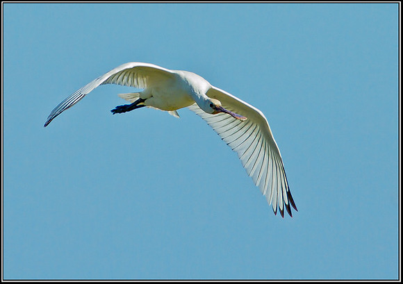 Eurasian Spoonbill, Norfolk, September 2012