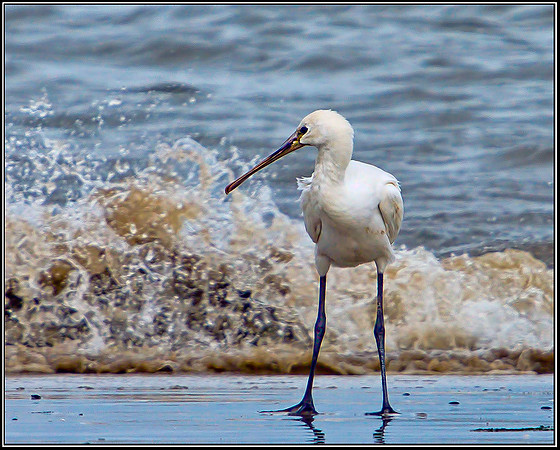 Eurasian Spoonbill, Norfolk, September 2012