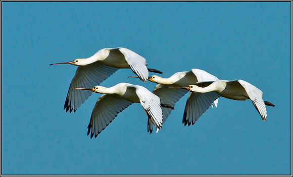 Eurasian Spoonbills, Norfolk, September 2012