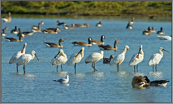 Eurasian Spoonbills, Norfolk, September 2012