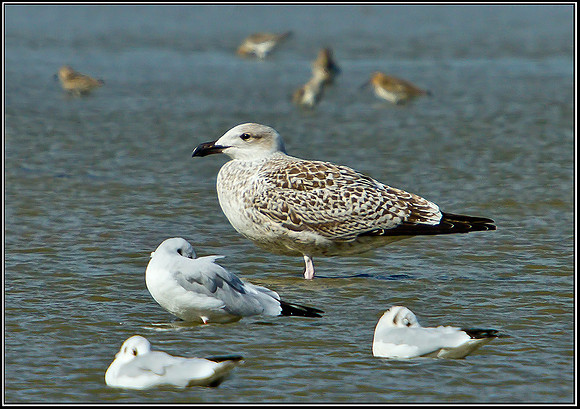 Juvenile Great Black-backed Gull, Norfolk, September 2012