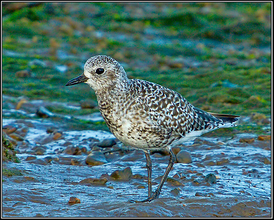 Grey Plover, Norfolk, September 2012