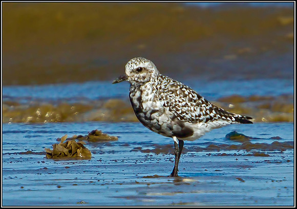 Grey Plover, Norfolk, September 2012