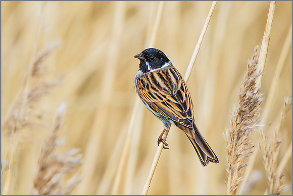 Male Reed Bunting (Emberiza schoenichus), Upton Warren NR.
