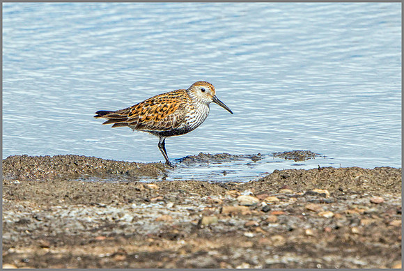 Dunlin (Calidris alpina), Upton Warren NR.