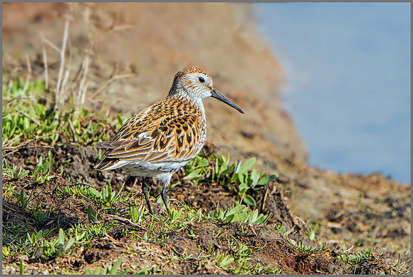 Dunlin (Calidris alpina), Upton Warren NR.