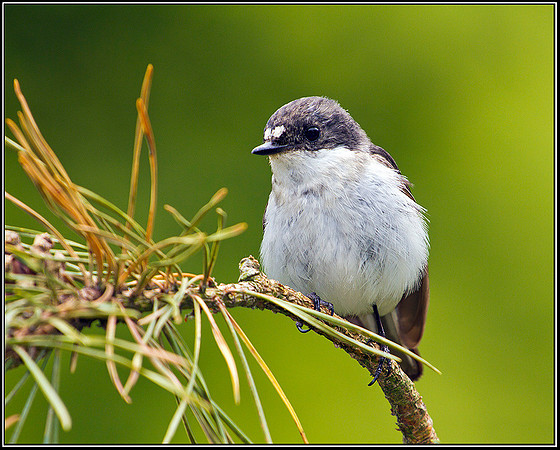 Pied Flycatcher, Powys, 24 June 2011