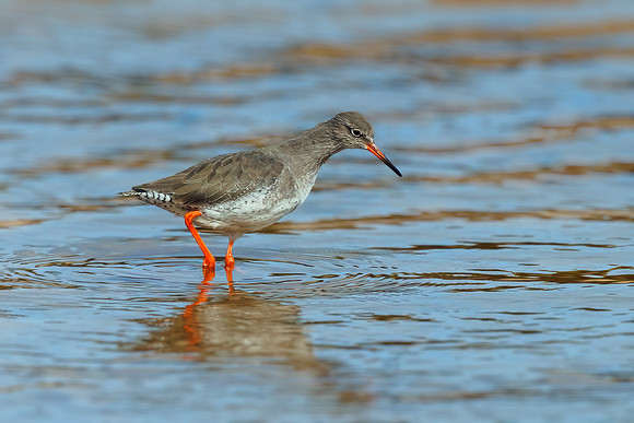 Common Redshank - Tringa totanus, Norfolk, September 2022