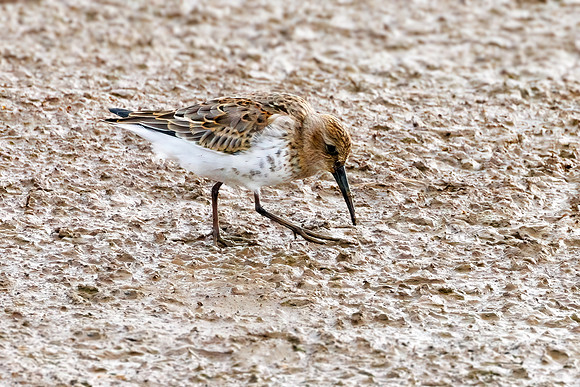 Dunlin - Calidris alpina, Norfolk, September 2022