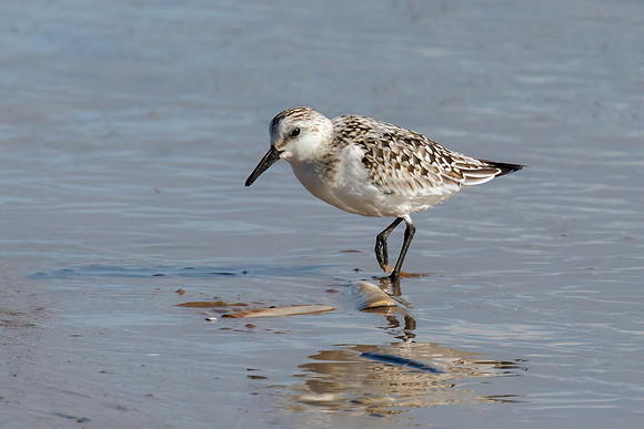 Sanderling - Calidris alba, Norfolk, September 2022