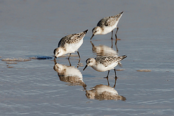 Sanderling - Calidris alba, Norfolk, September 2022