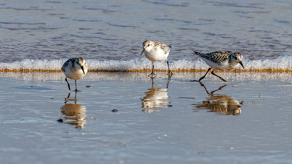 Sanderlings - Calidris alba, Norfolk, September 2022