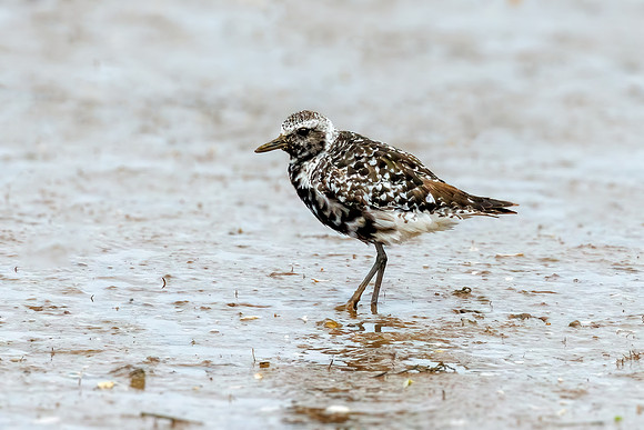 Grey Plover - Pluvialis squatarola, Norfolk, September 2022