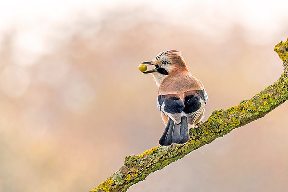 Eurasian Jay - Garrulus glandarius, Warwickshire, October 2022