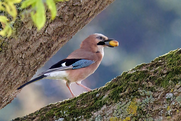 Eurasian Jay - Garrulus glandarius, Warwickshire, October 2022