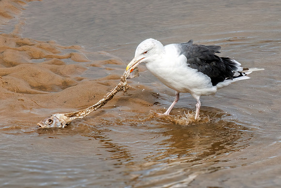 Great Blacked-back Gull - Larus marinus, Norfolk, September 2022