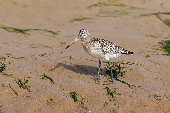 Bar-tailed Godwit - Limosa lapponica, Norfolk, September 2022
