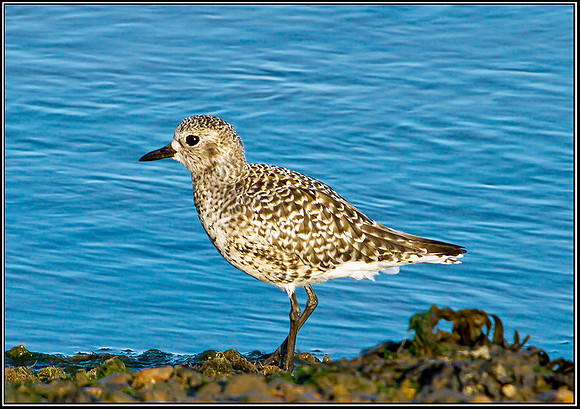 Grey Plover, Norfolk, September 2012