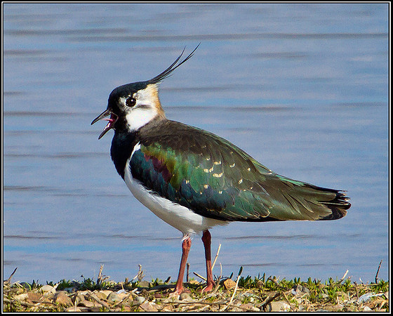 Lapwing Calling, Upton Warren Flashes, 18 March 2012